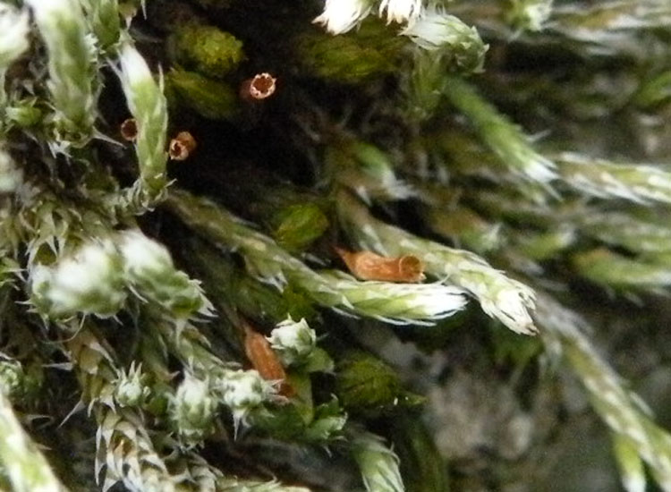 Bryum argenteum ?